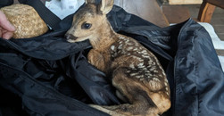 Rehkitz auf Abwegen: Autobahnpolizei rettet "Bambi" von A38