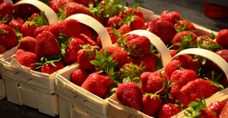 Start der Erdbeersaison: 10 Kuriose Fakten über die Sommerfrucht