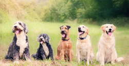 Tag des Hundes: Thüringen feiert mit Herz