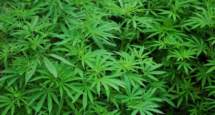 2000 Cannabis-Pflanzen sichergestellt