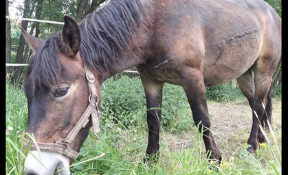 Polizei sucht Tierquäler