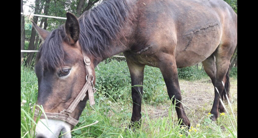 Polizei sucht Tierquäler