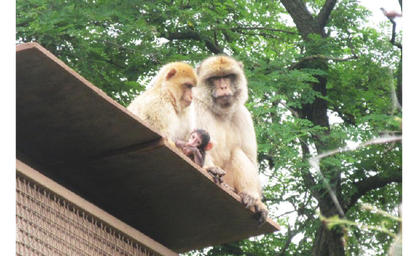 Nachwuchs bei den Berberaffen