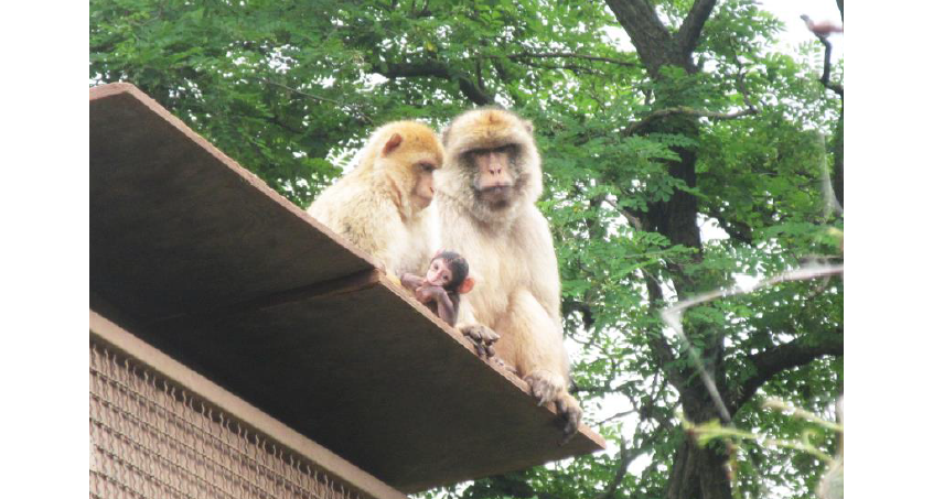 Nachwuchs bei den Berberaffen