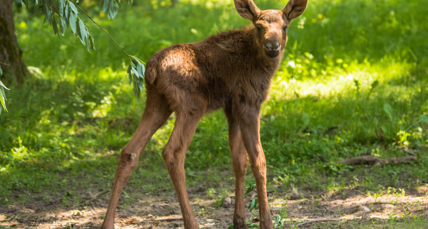 Elchkälber im Tierpark Gera