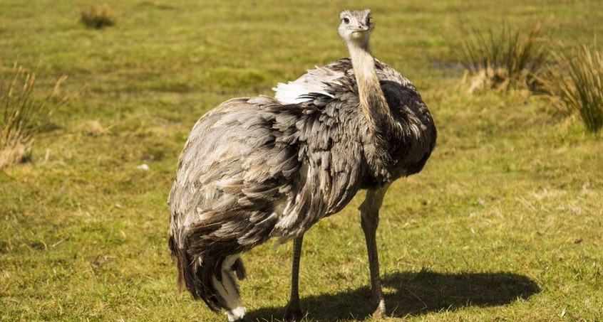 Nandu in Nordthüringen erschossen