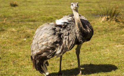 Nandu in Nordthüringen erschossen