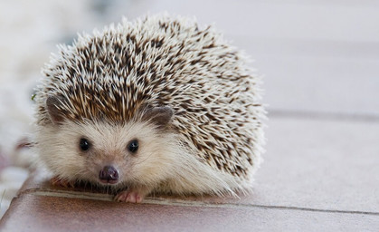 Igel mit Kater