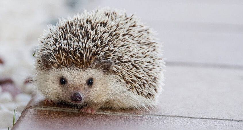 Igel mit Kater