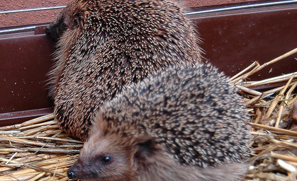 Betrunkene Igel nüchtern immer noch aus