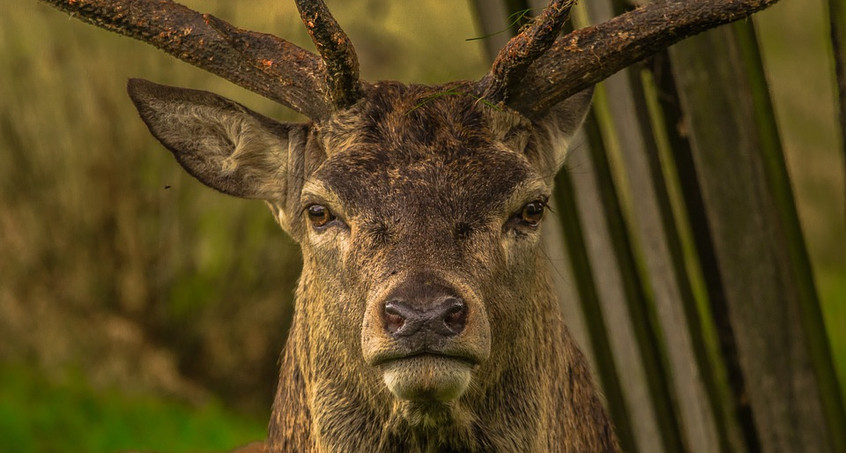 Hirsch verirrt sich auf Terrasse