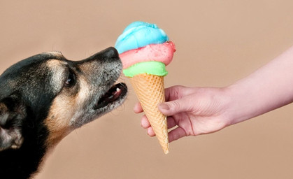 Eis für Hunde