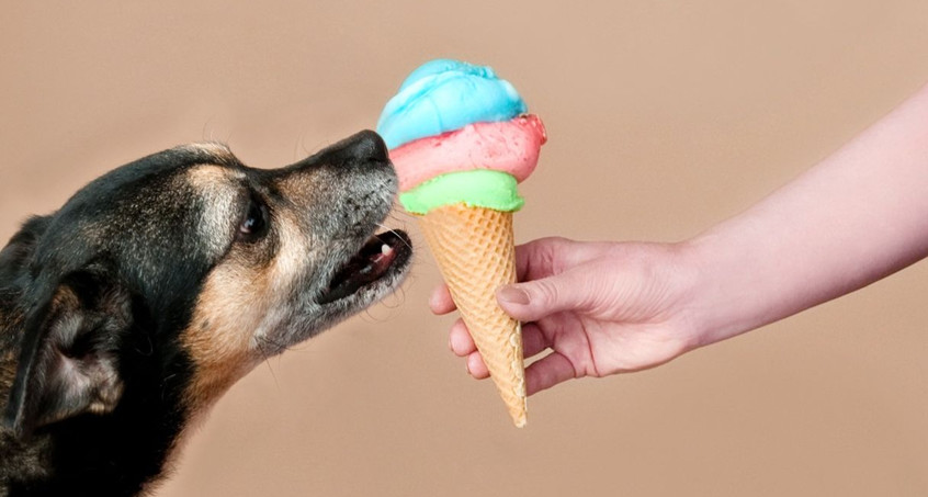 Eis für Hunde