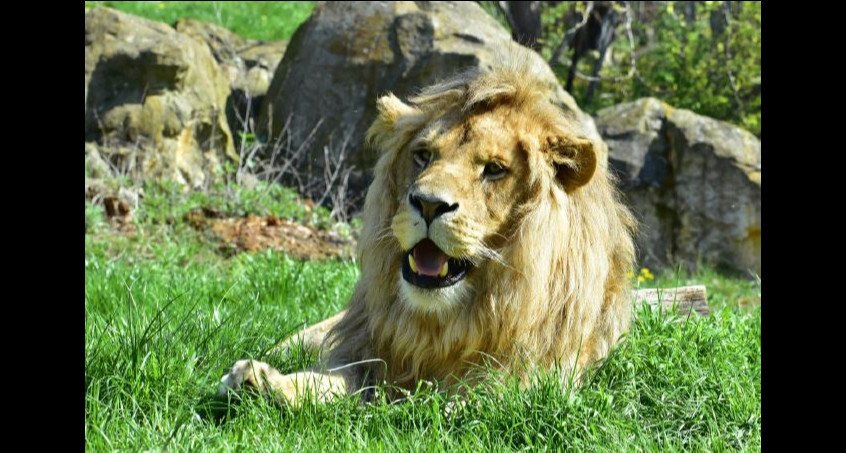 Zoo trauert um Löwe Bagani