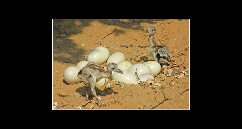 Nachwuchs bei den Nandus im Erfurter Zoo