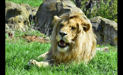 Löwe Bagani an Herz-Kreislauf-Versagen gestorben 