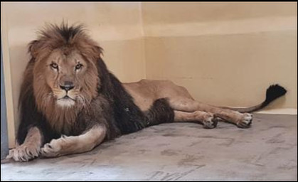 Löwe Aslam seit einer Woche im Zoopark Erfurt