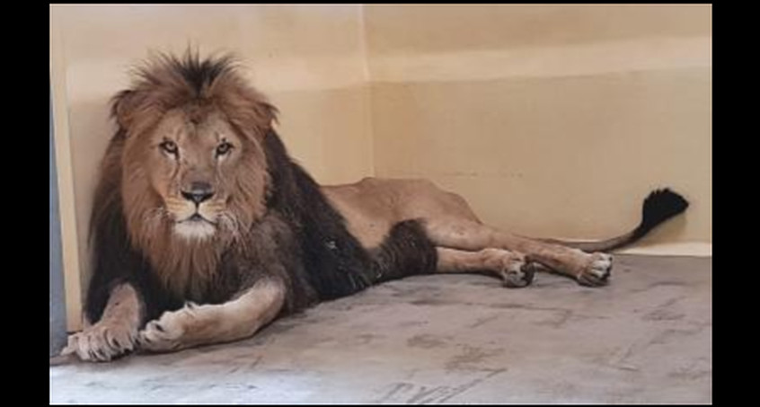 Löwe Aslam seit einer Woche im Zoopark Erfurt