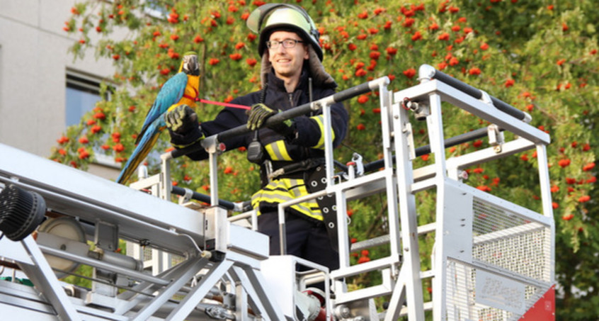 Heiligenstädter Feuerwehr rettet Papagei