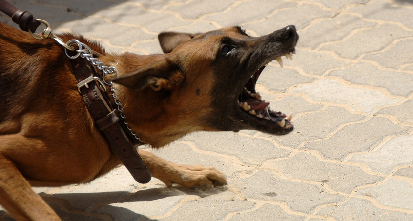 Schäferhund attackiert drei Menschen und tötet kleinen Hund