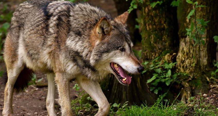 Schafe und Ziegen flüchten auf Autobahn, hat ein Wolf sie gejagt?
