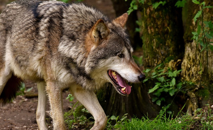 Schafe und Ziegen flüchten auf Autobahn, hat ein Wolf sie gejagt?  