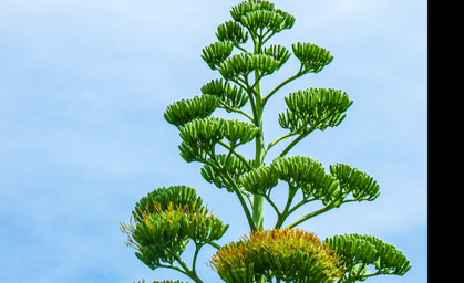 Spektakulär: Agave blüht im Schlosspark