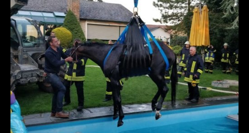 Tierischer Einsatz in NRW: Pferd aus Pool gerettet