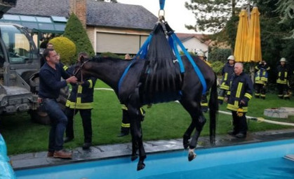 Tierischer Einsatz in NRW: Pferd aus Pool gerettet