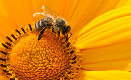 Thüringer Bienen sind am fleißigsten