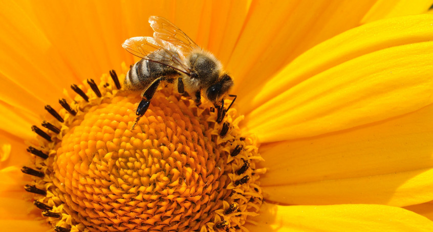 Thüringer Bienen sind am fleißigsten