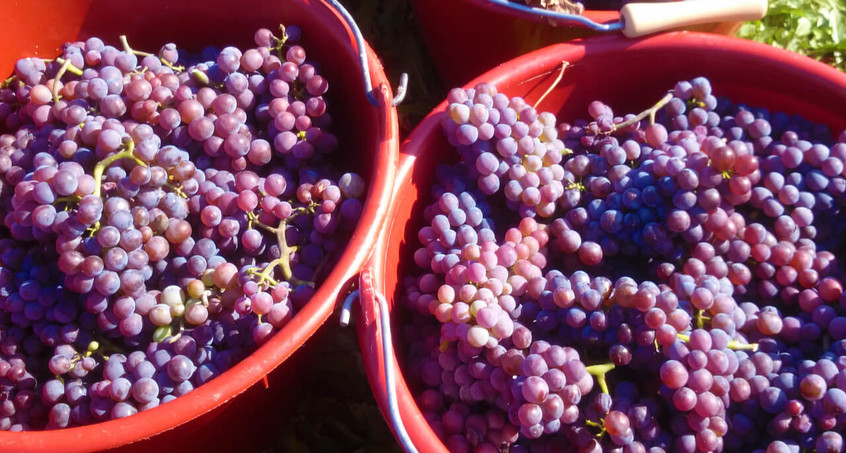 Weinlese in Thüringen