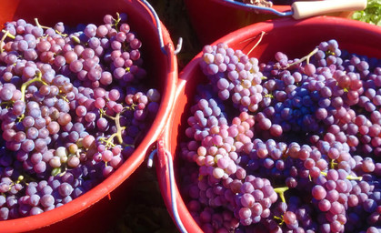 Weinlese in Thüringen