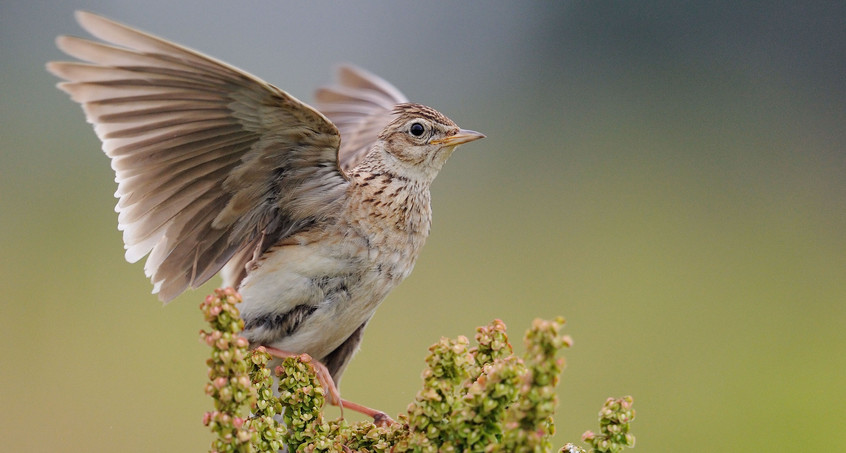 Die Feldlerche ist der Vogel des Jahres 2019