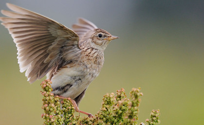 Die Feldlerche ist der Vogel des Jahres 2019