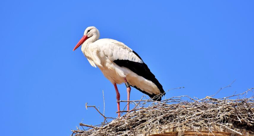 Drognitz baut Storchennest