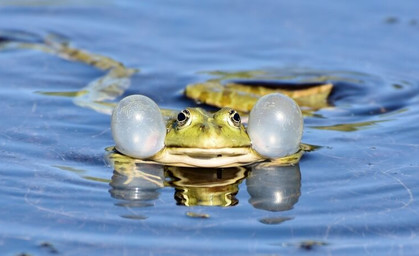 Ein Tümpel für den Froschkönig