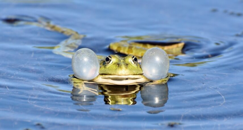 Ein Tümpel für den Froschkönig