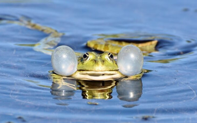 Ein Tümpel für den Froschkönig