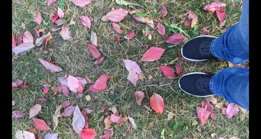 Tonnenweise Laub im Herbst