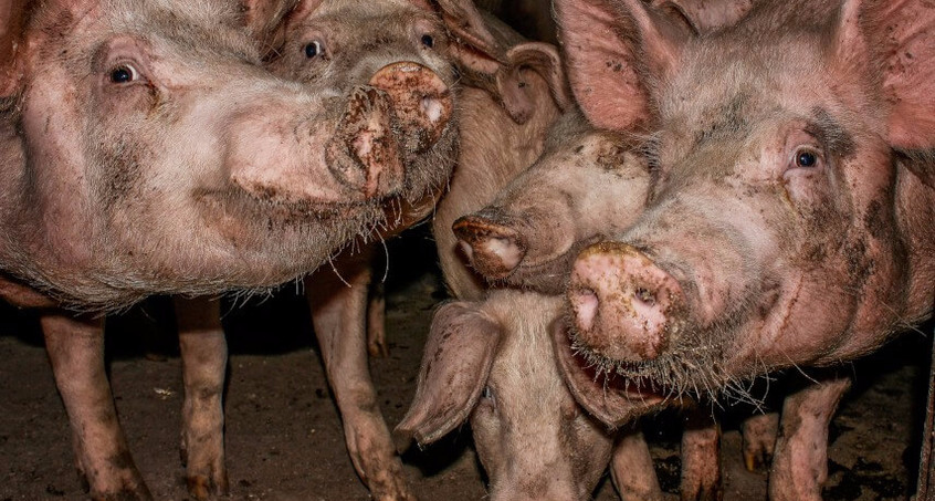 Wieder Probleme in Schweinezucht in Aschara