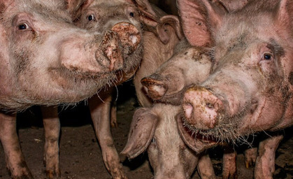 Wieder Probleme in Schweinezucht in Aschara