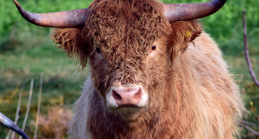 Ausgebüxter Jungbulle besinnt sich und entkommt Abschuss