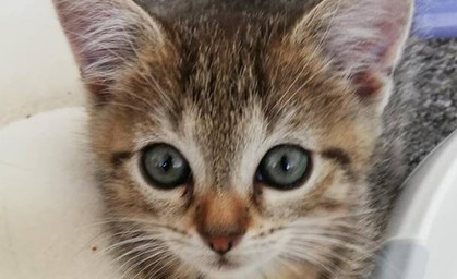 Spendenmarathon für Streunerkatzen