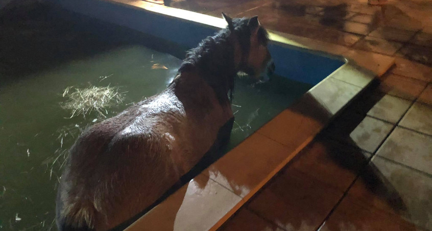 Da steht ein Pferd im Pool