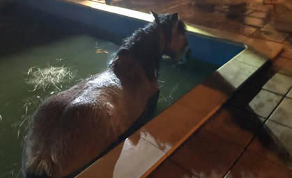 Da steht ein Pferd im Pool
