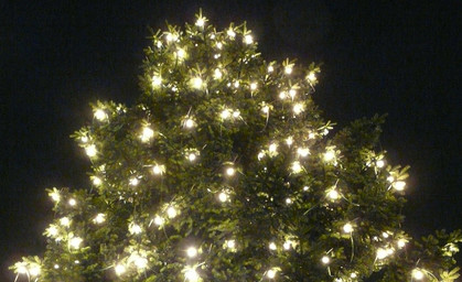 Weihnachtsbaum auf dem Apoldaer Marktplatz wird aufgestellt
