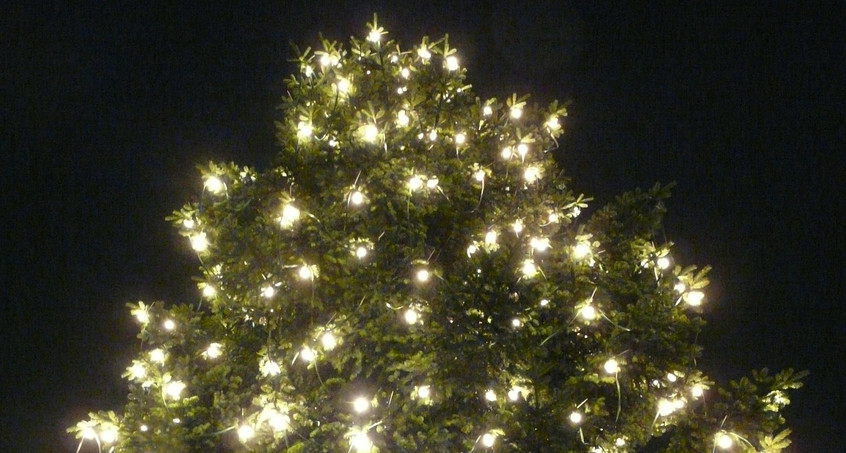 Weihnachtsbaum auf dem Apoldaer Marktplatz wird aufgestellt