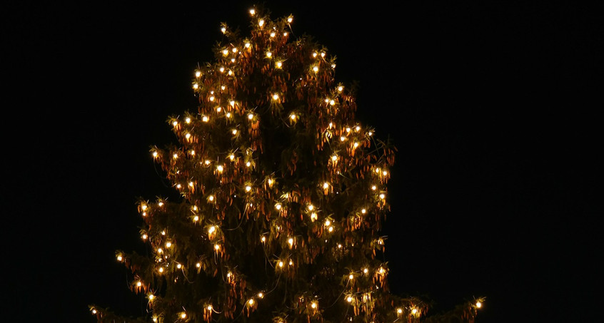 Weihnachtsbaum wird heute aufgestellt