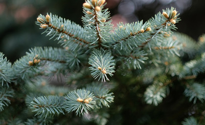 Weihnachtsbaum selbst schlagen